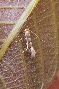 <i>Phyllonorycter nicellii</i>