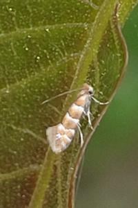 <i>Phyllonorycter nicellii</i>