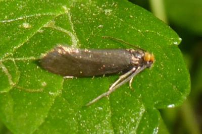<i>Incurvaria koerneriella</i>