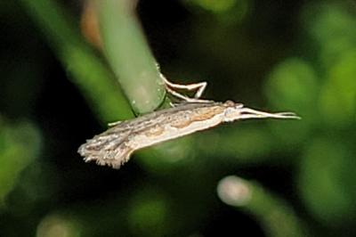 <i>Plutella xylostella</i>