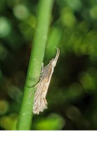 <i>Plutella xylostella</i>