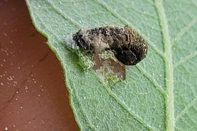<i>Coleophora albidella</i>
