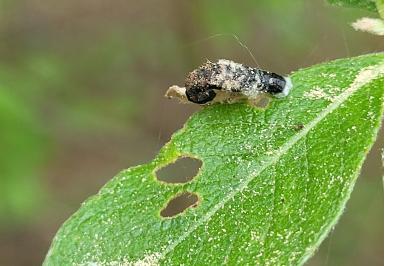 <i>Coleophora albidella</i>