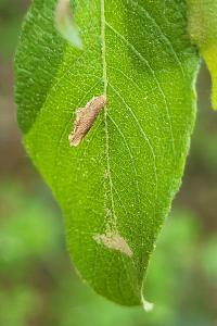 <i>Coleophora serratella</i>