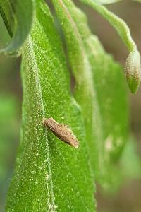 <i>Coleophora serratella</i>