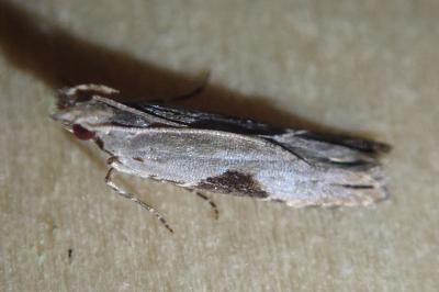<i>Hypatima rhomboidella</i>