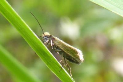 <i>Micropterix calthella</i>