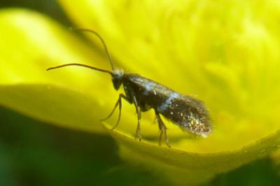 <i>Micropterix aruncella</i>