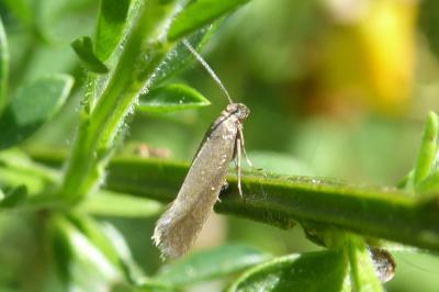 <i>Glyphipterix fuscoviridella</i>