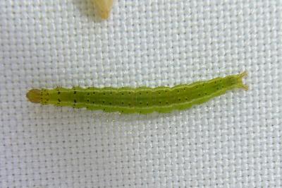 <i>Ypsolopha parenthesella</i>