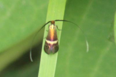 <i>Adela australis</i>