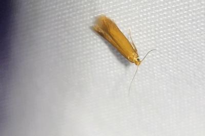 <i>Tischeria</i>
