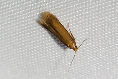 <i>Tischeria</i>