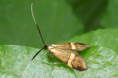 <i>Nemophora degeerella</i>