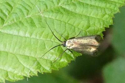<i>Adela reaumurella</i>
