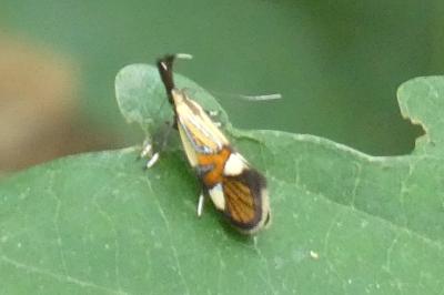 <i>Alabonia geoffrella</i>