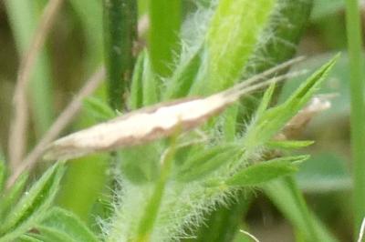 <i>Plutella xylostella</i>