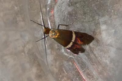 <i>Adela australis</i>