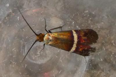 <i>Adela australis</i>