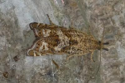 <i>Dichrorampha</i>