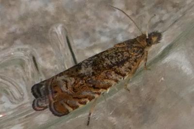 <i>Dichrorampha</i>