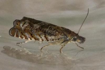 <i>Dichrorampha</i>