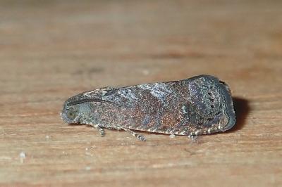 <i>Grapholita molesta</i>