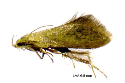 <i>Crassa tinctella</i>
