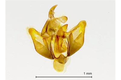 <i>Crassa tinctella</i>