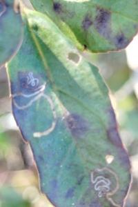 <i>Bucculatrix alaternella</i>