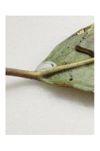 <i>Bucculatrix alaternella</i>