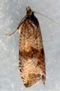 <i>Celypha striana</i>
