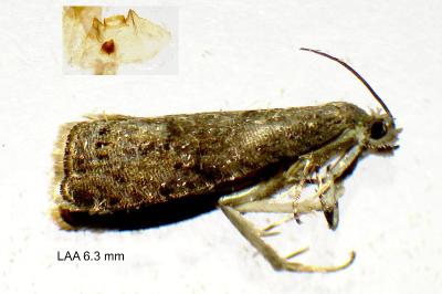 <i>Grapholita funebrana</i>