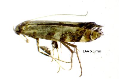 <i>Gracillaria syringella</i>
