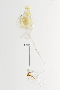 <i>Gracillaria syringella</i>
