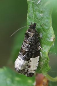 <i>Hedya pruniana</i>