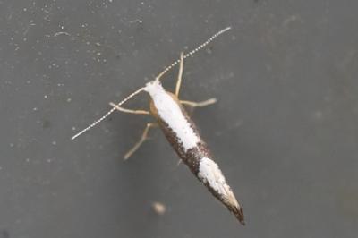 <i>Argyresthia spinosella</i>