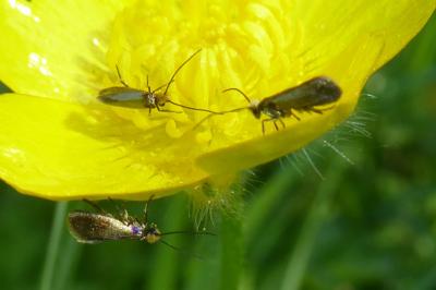 <i>Micropterix calthella</i>