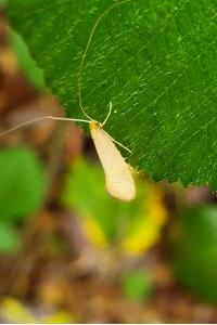 <i>Nematopogon</i>