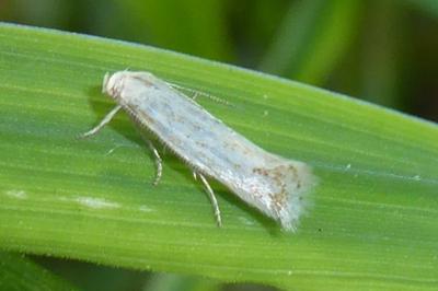 <i>Elachista</i>