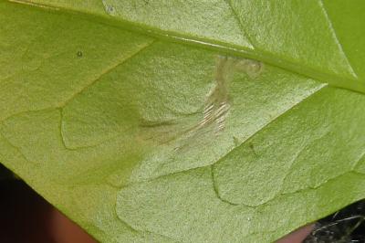 <i>Gracillaria syringella</i>