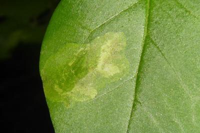 <i>Gracillaria syringella</i>