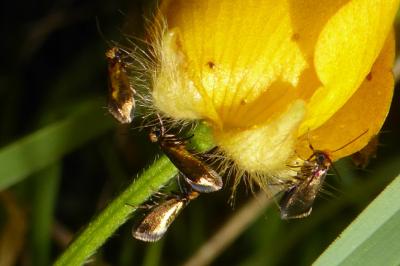 <i>Micropterix calthella</i>