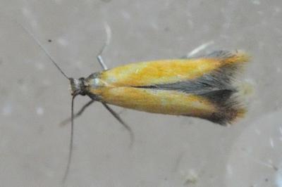 <i>Coptotriche marginea</i>