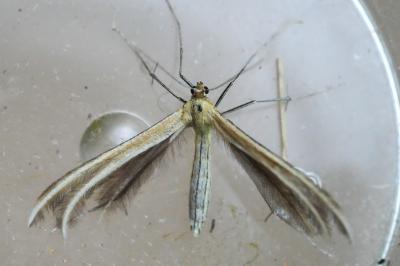 <i>Merrifieldia</i>