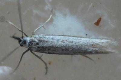 <i>Pleurota ericella</i>