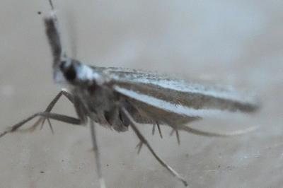 <i>Pleurota ericella</i>