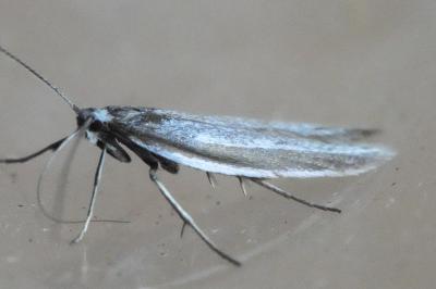 <i>Pleurota ericella</i>