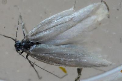 <i>Pleurota</i>