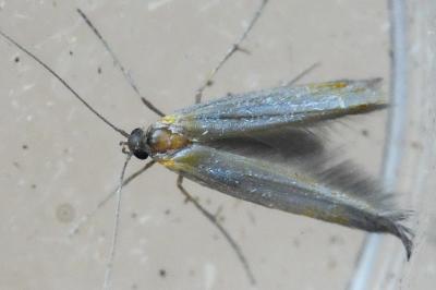<i>Pleurota</i>